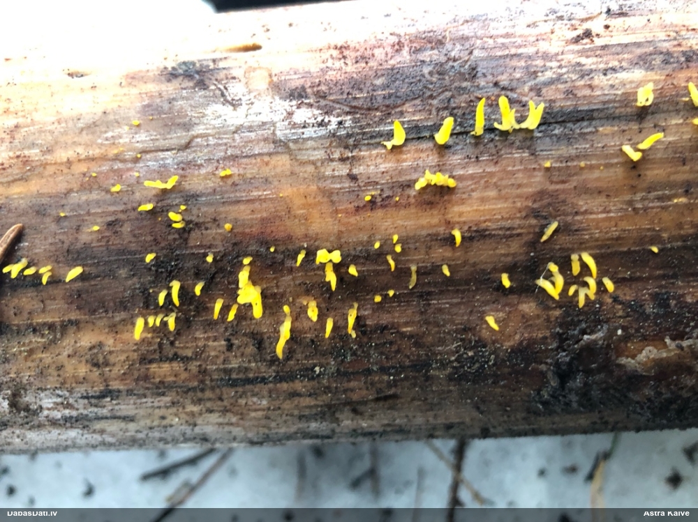 Zaraine Calocera furcata