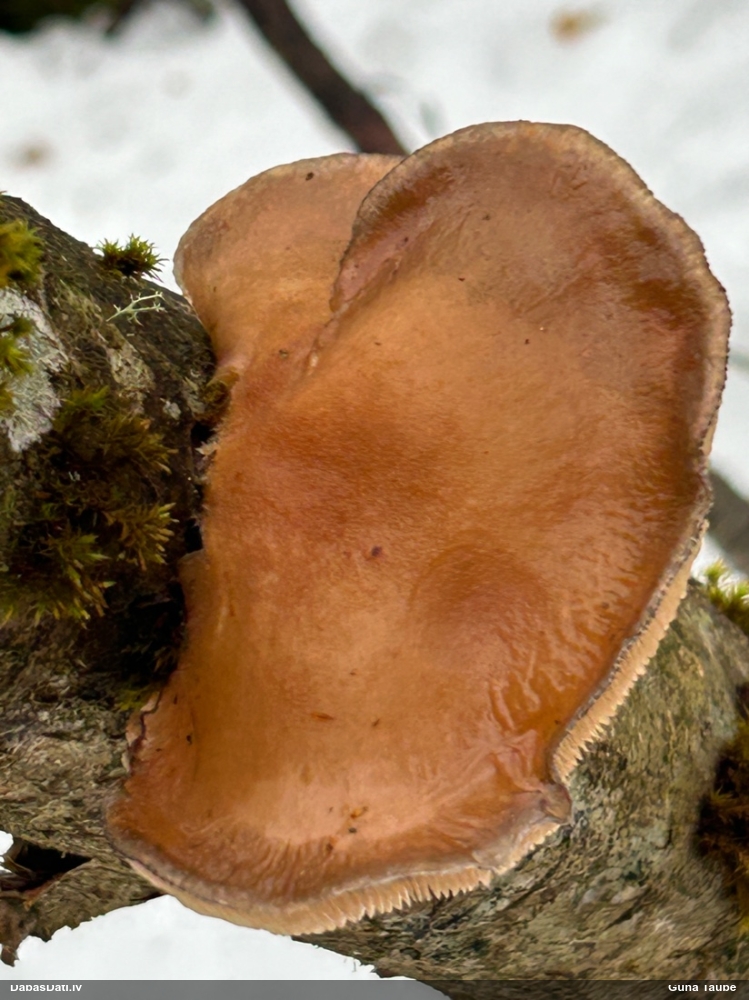 Vēlā pundurkamolene