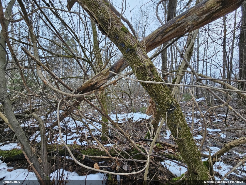 Krumpainā dzelksnīte