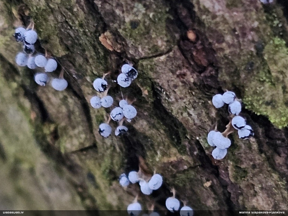 Krumpainā dzelksnīte