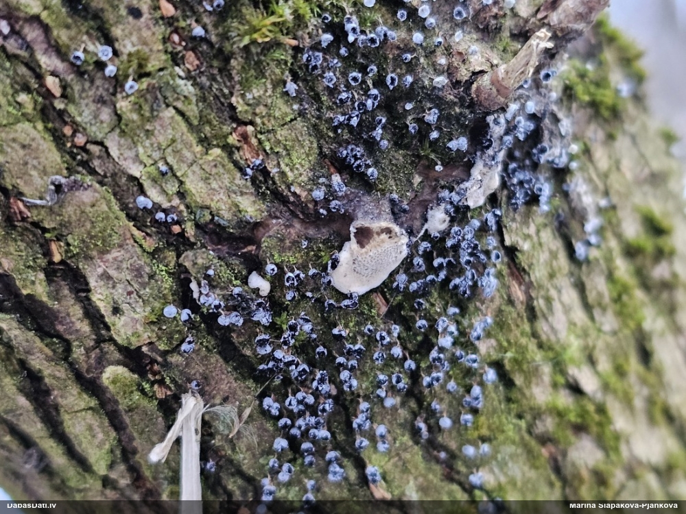 Krumpainā dzelksnīte