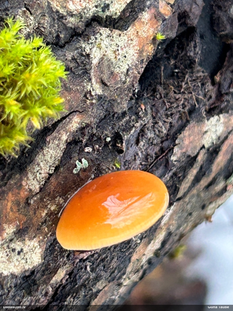 Samtainā ziemene (ziemas celmene)