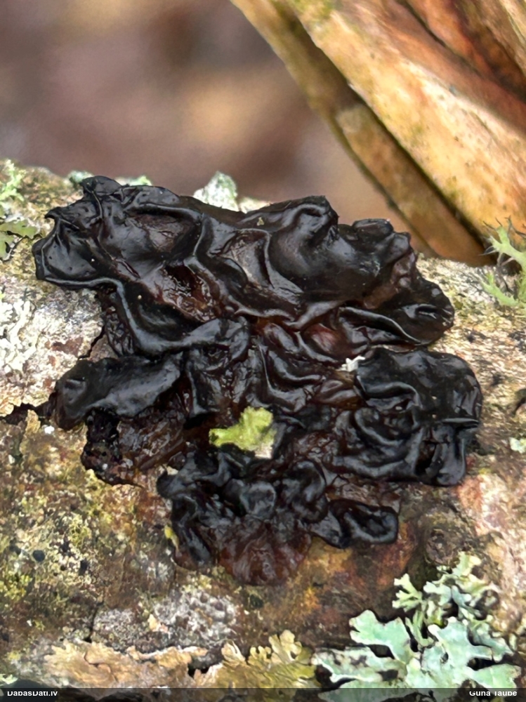 Black Jelly Roll
