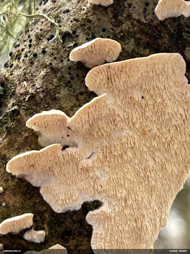 Piena grābeklene
