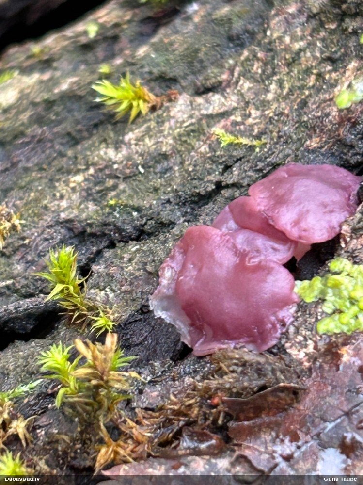 Krokainā purpurlāsene