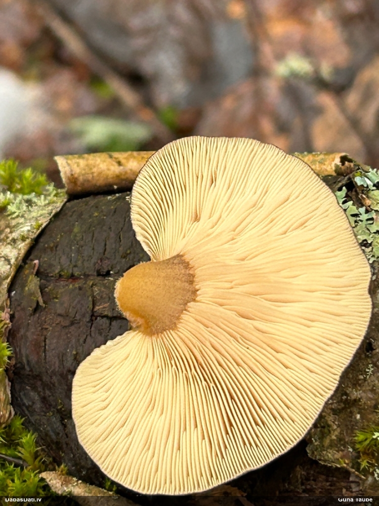 Vēlā pundurkamolene