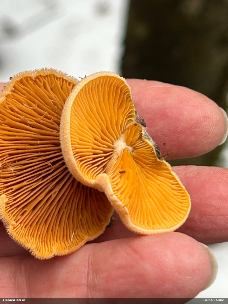 Oranžā puslocene