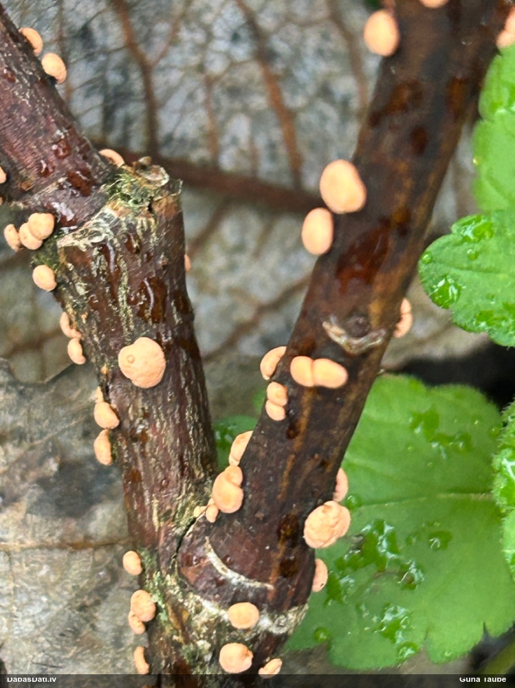 Nektrija Nectria peziza