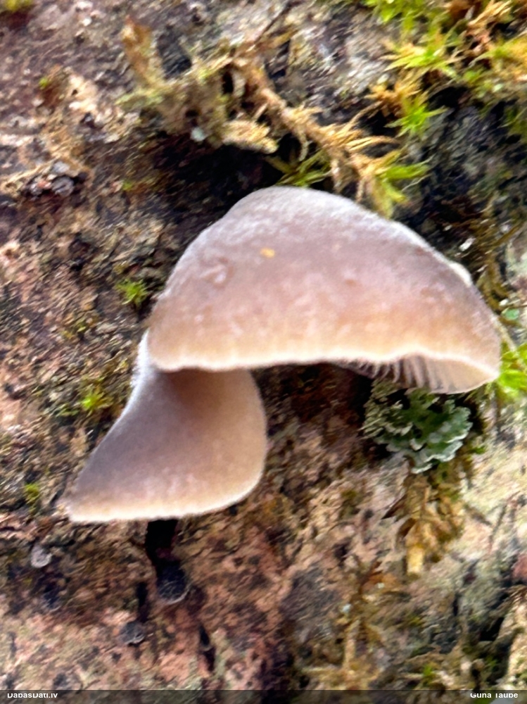 Lapiņsēne (nenoteikta)