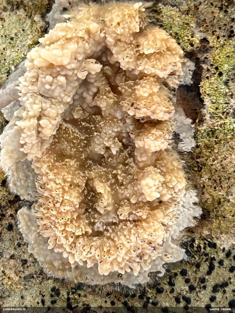Sēne (nenoteikta)