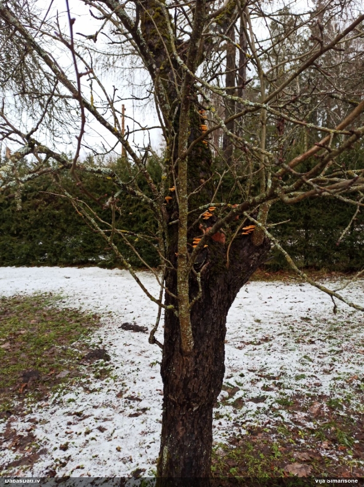 Samtainā ziemene (ziemas celmene)