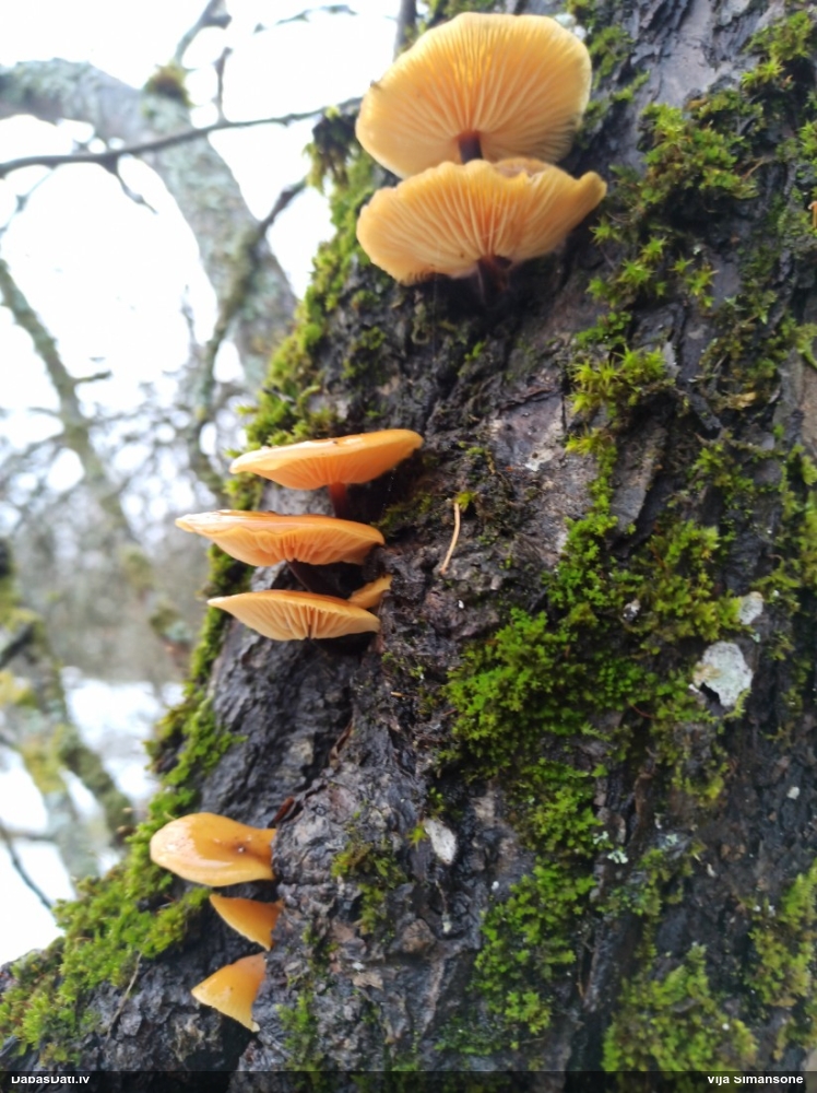 Samtainā ziemene (ziemas celmene)