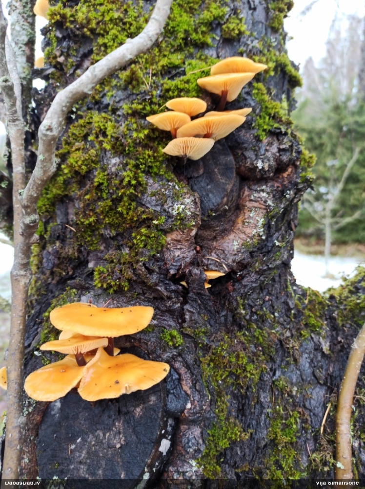 Samtainā ziemene (ziemas celmene)
