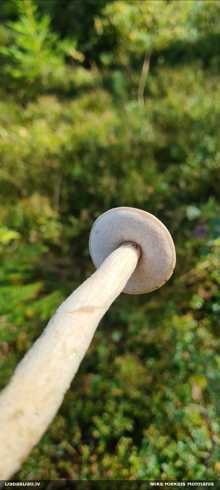 Baltā apšubeka