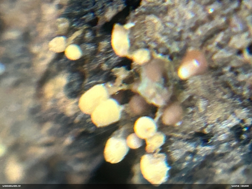 Arcīrija (nenoteikta)