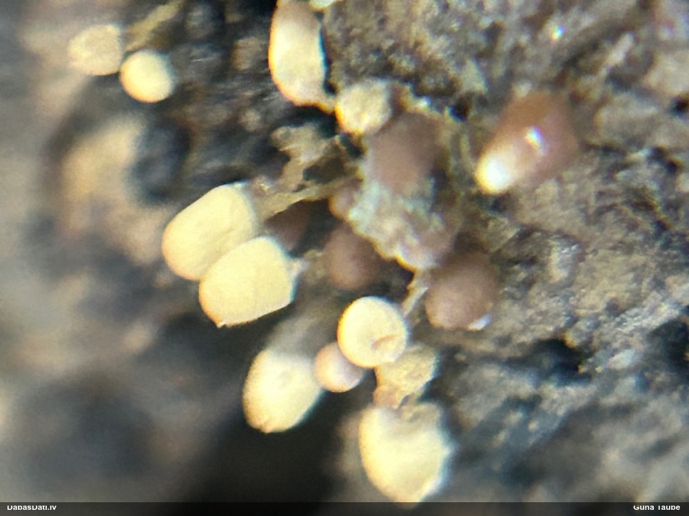 Arcīrija (nenoteikta)