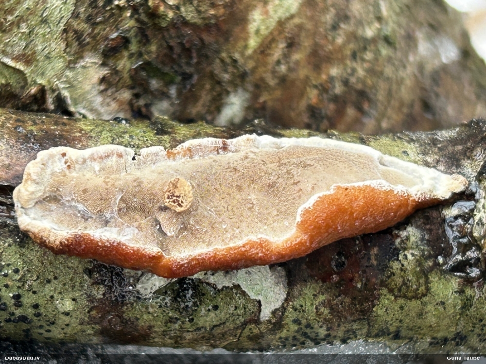 Piepe (nenoteikta)