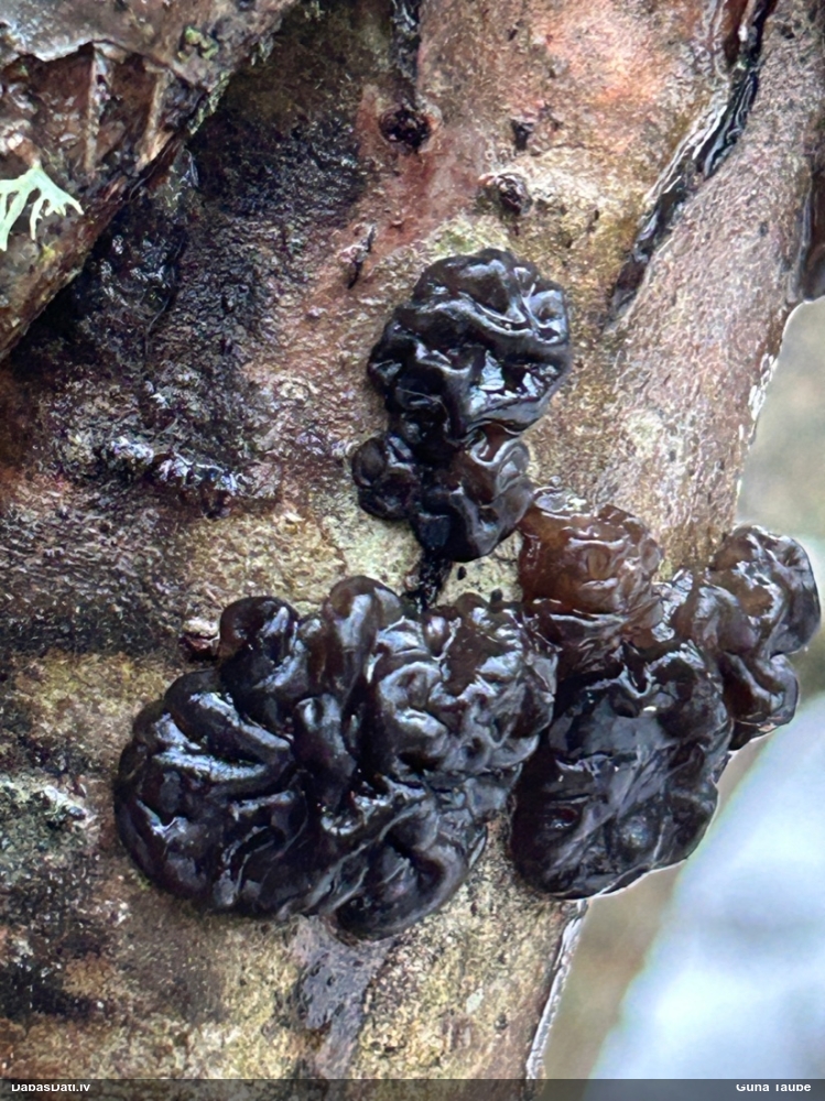 Black Jelly Roll