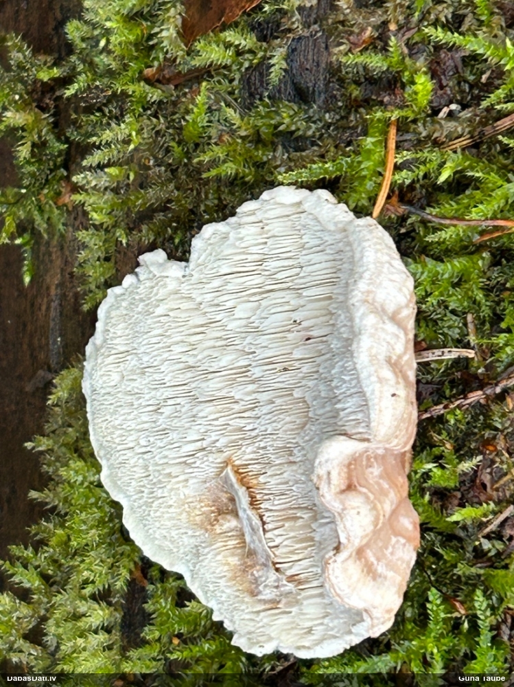 Piepe (nenoteikta)