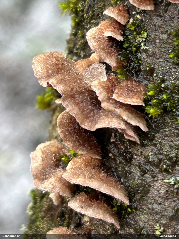 Purpura sīkpiepe