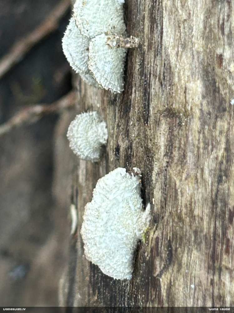 Common Split Gill