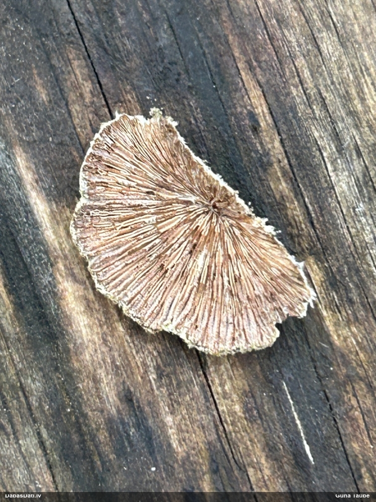 Common Split Gill