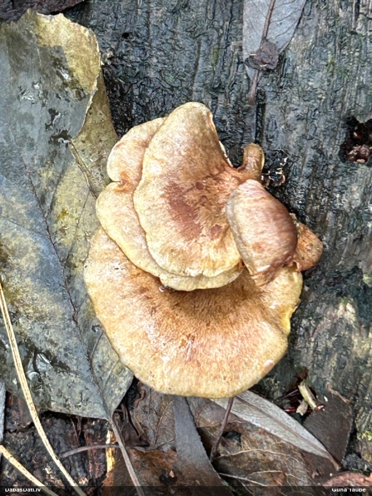 Vēlā pundurkamolene