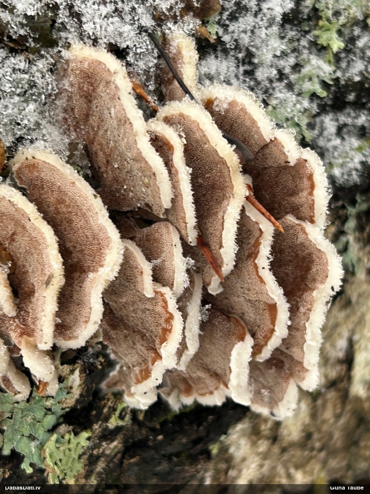 Sarainā tauriņpiepe
