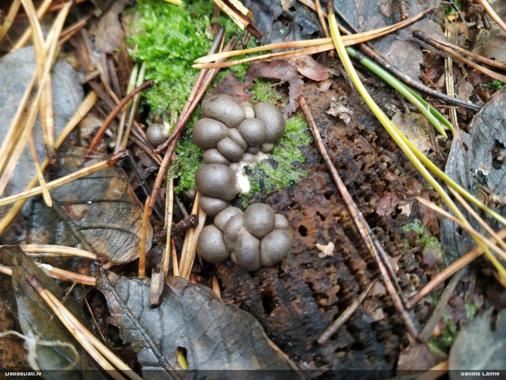 Vilkpienaine (nenoteikta)