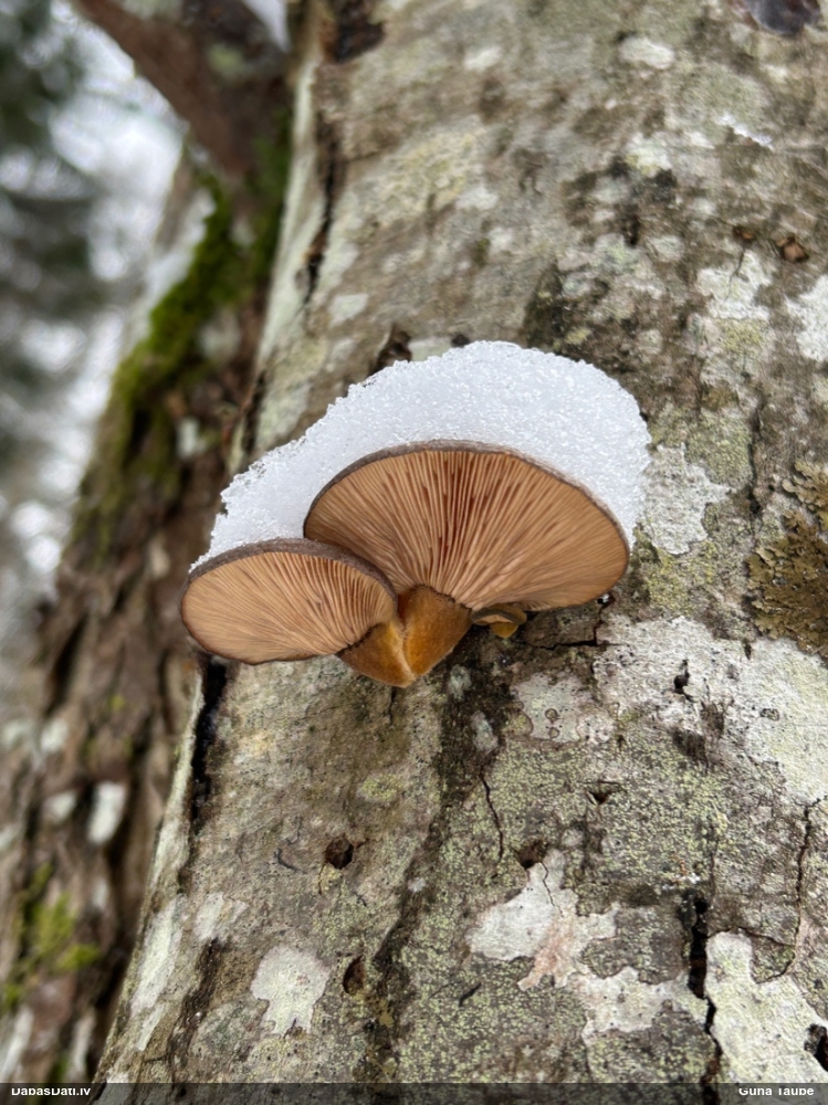 Vēlā pundurkamolene