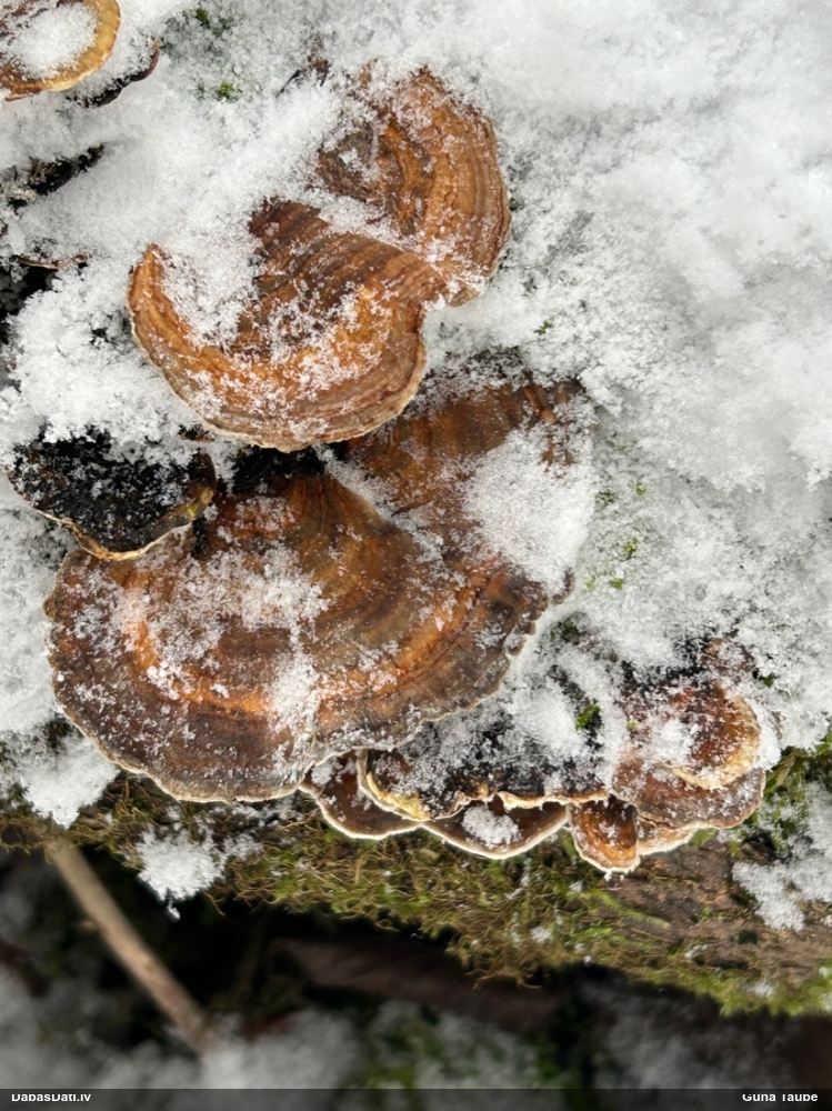 Raibā tauriņpiepe