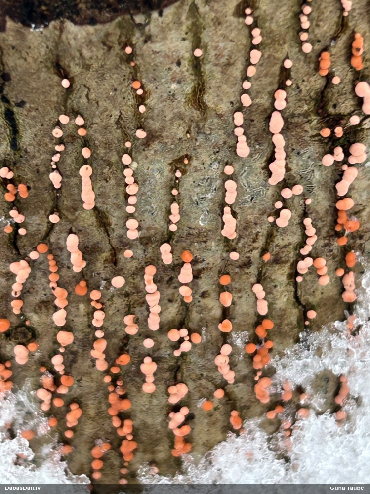 Nektrija Nectria peziza