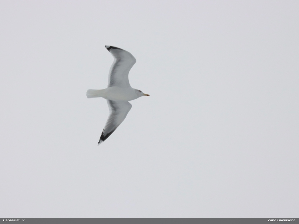 Kaija Larus sp.