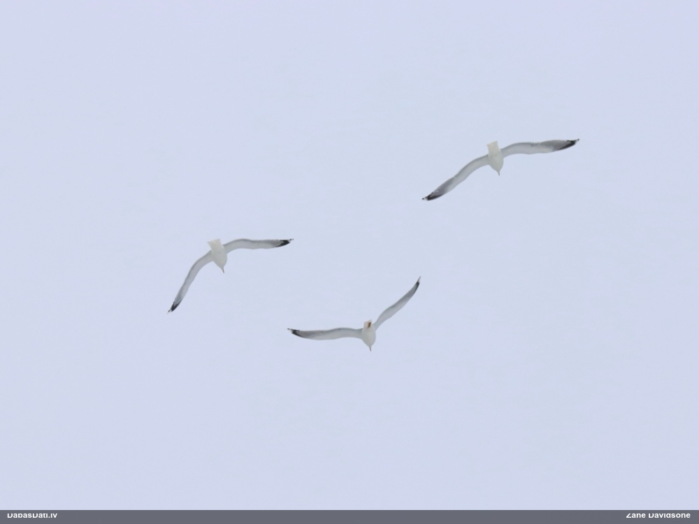 Kaija Larus sp.
