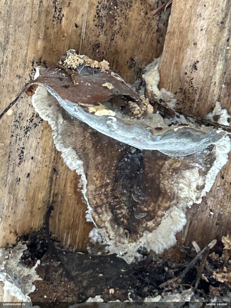 Pelēkā dūmaine