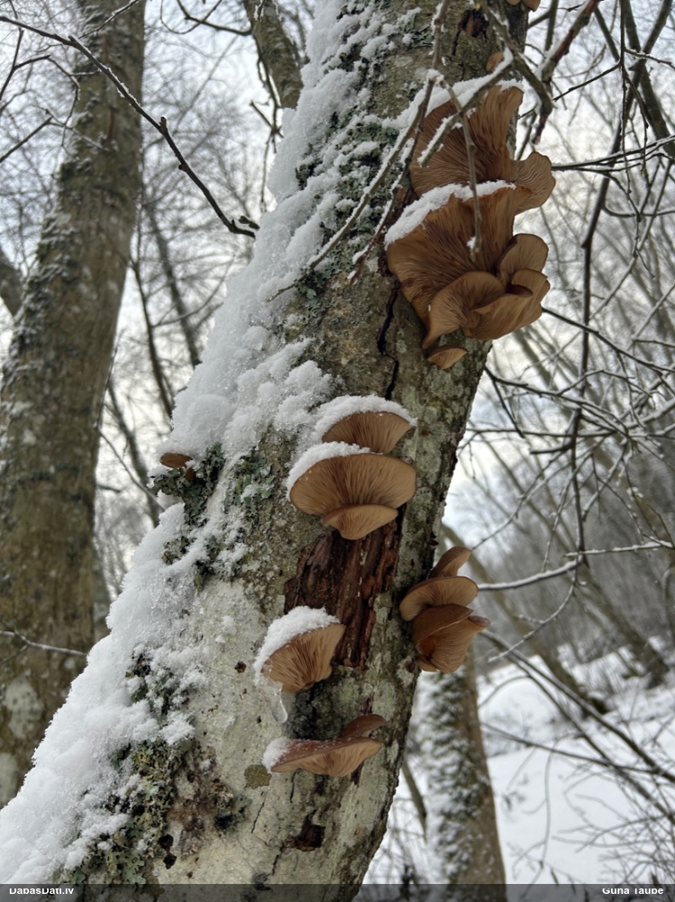 Vēlā pundurkamolene