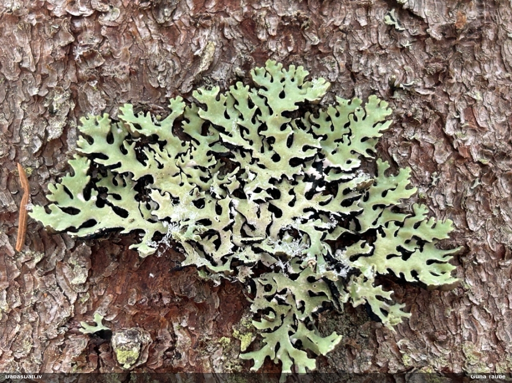 Pūslīšu hipogimnija