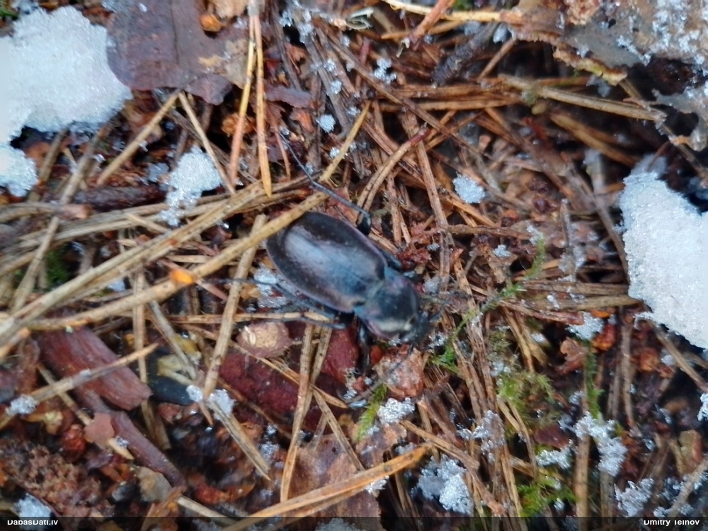 Skrejvabole Carabus nemoralis