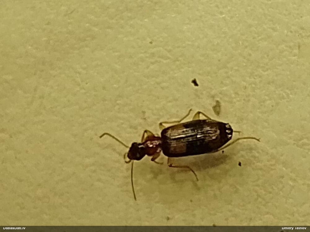 Skrejvabole Dromius quadrimaculatus