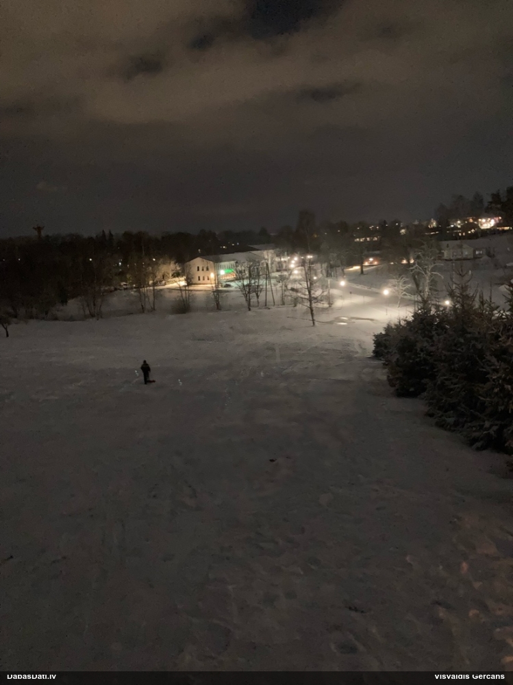 серебристая чайка