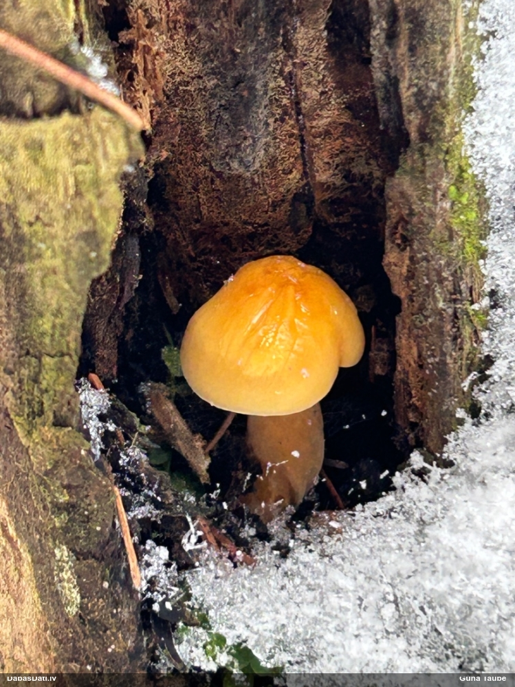 Samtainā ziemene (ziemas celmene)