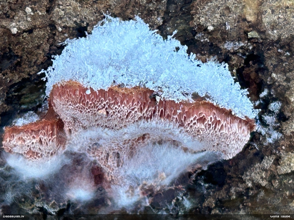 Maigā mīkstpore