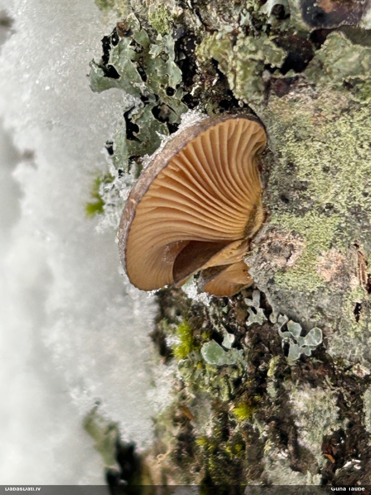 Vēlā pundurkamolene