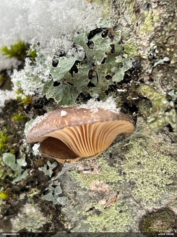 Vēlā pundurkamolene