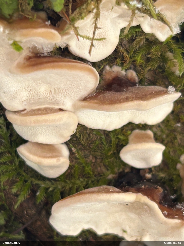 Piepe (nenoteikta)