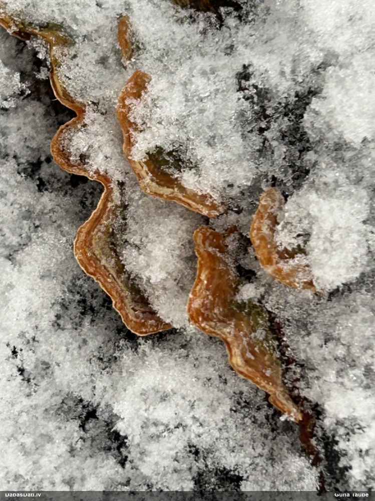 Alkšņu sīkpiepe