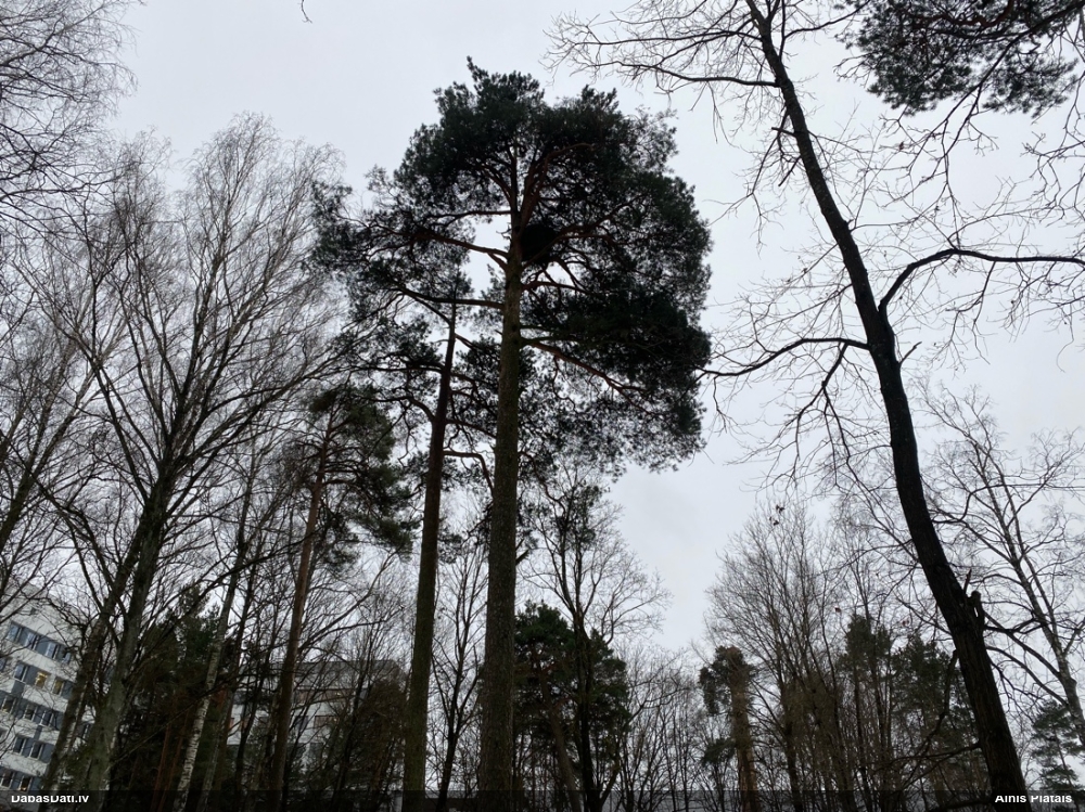 тетеревятник