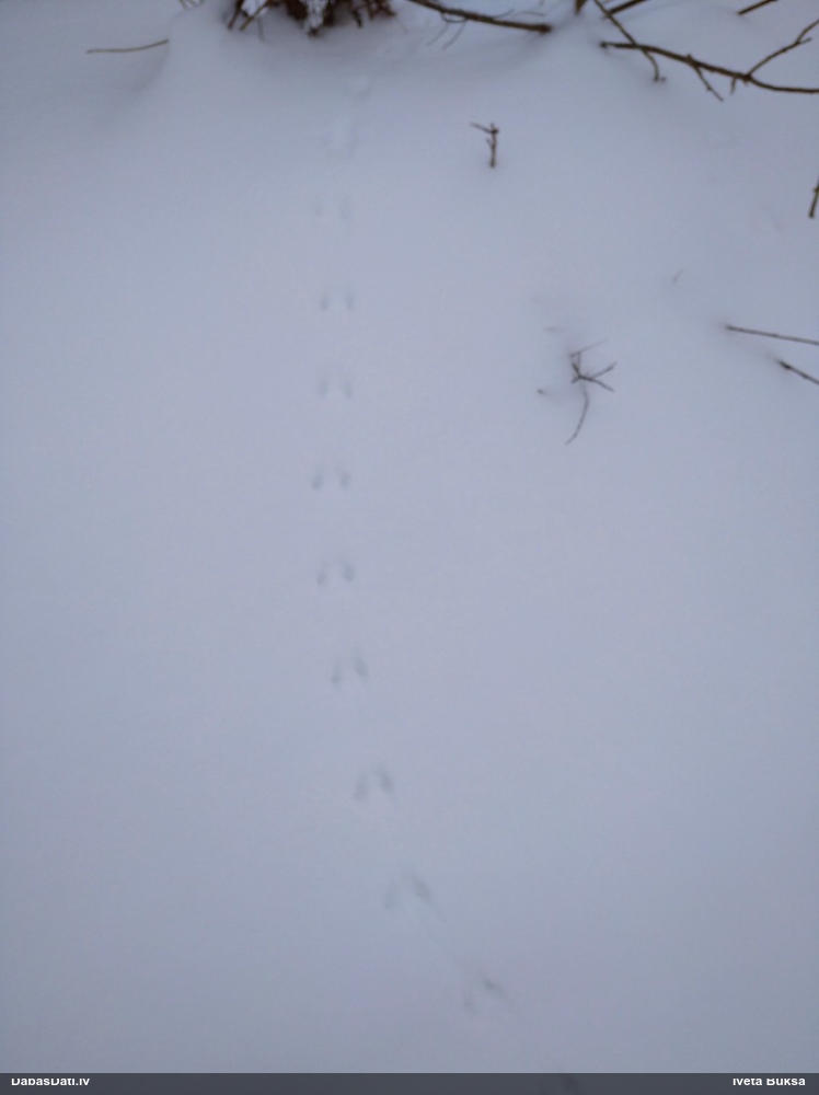 Plēsējs (nenoteikts)