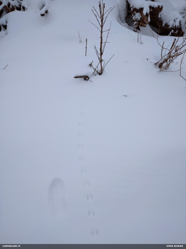 Plēsējs (nenoteikts)