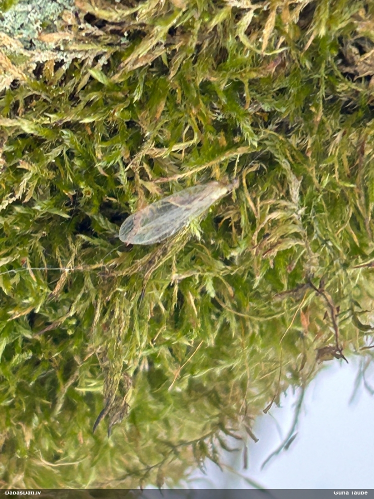 Zeltactiņa (nenoteikta)